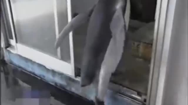 Kiwi going to marketing
