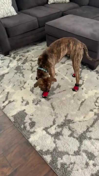 Goofy dog humorously adjusts to his new snow booties