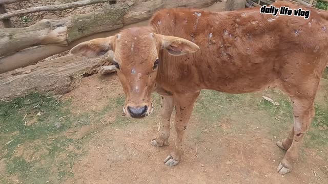 cows infected with bovine dermatitis