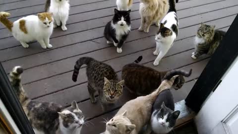 Cats Meowing – Kittens Meowing Video – Cute Kitten Meowing Videos