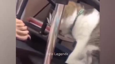 Funniest Animals 2023 2