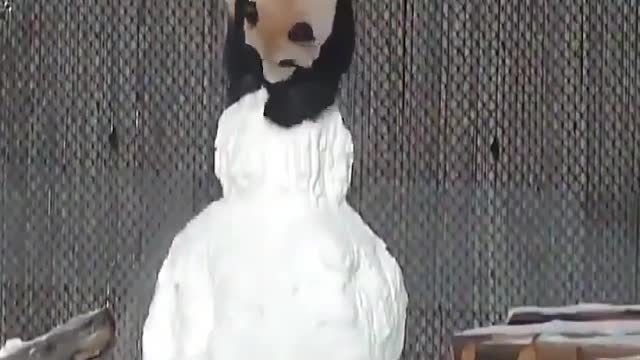 The Canadian Zoo Toronto Zoo has posted a video