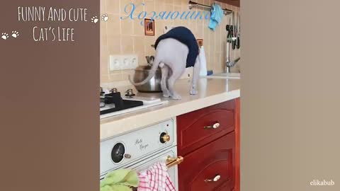 Clever Cats responding to food varieties 🙀 Funniest Animal Reaction😅