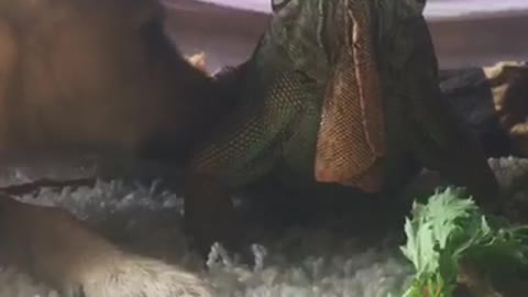 Iguana & Puppy Share a Snack