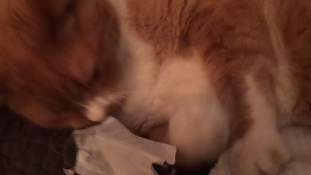 Cat scratching and eating paper