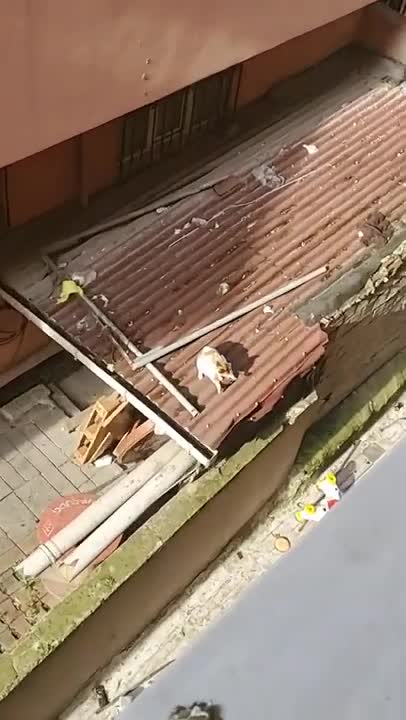 .nevers Cats and dogs _ cats meowing _ cats funny videos #shorts