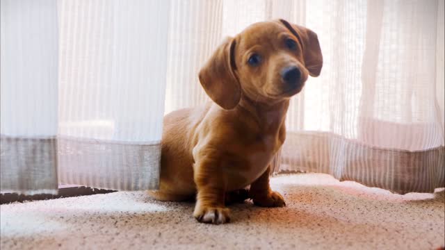 Cute Little Puppy Looks Around Then Turns Away