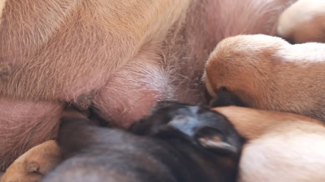 Beautiful mom feeding her beautiful puppies ,love puppies