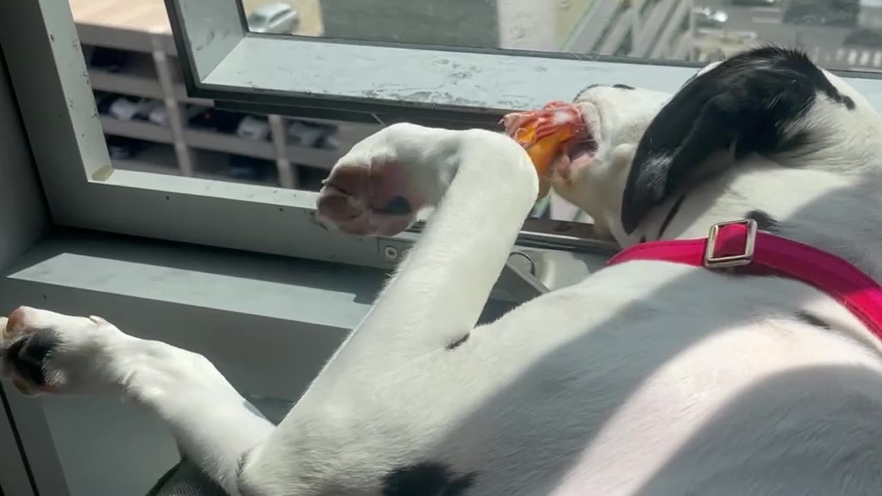 Dalmatian Drops Toy From 17-Story Window