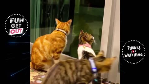 Get a good laugh with these funny cats