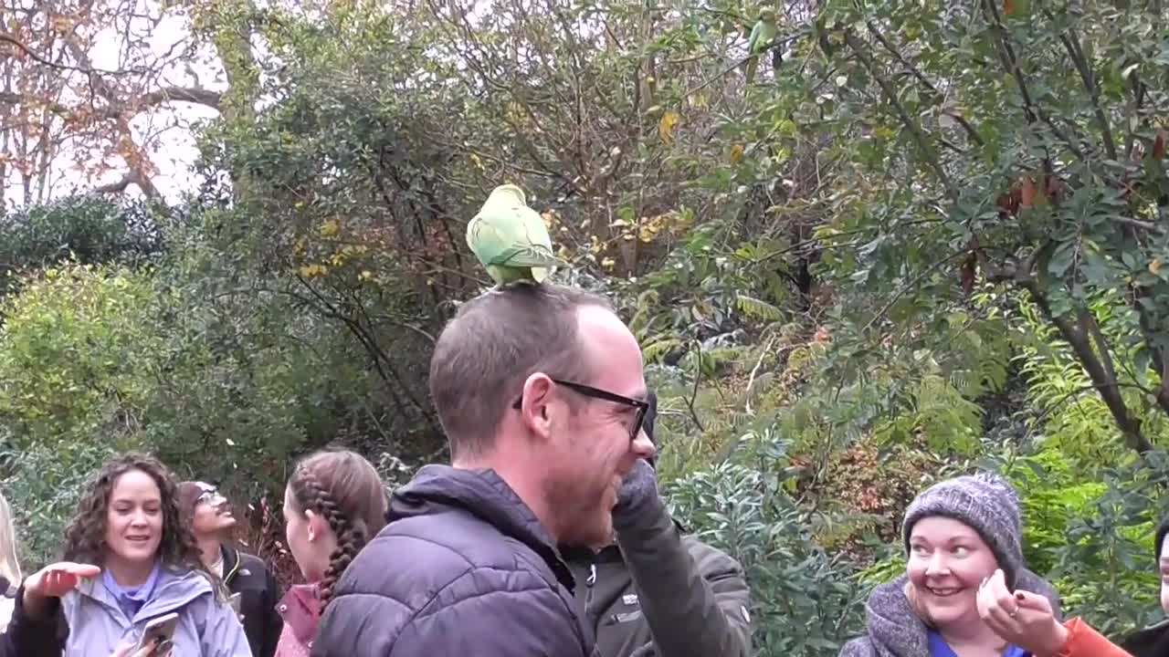 PARAKEET CORNER ST JAMES PARK LONDON 23/11/2019