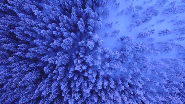 beautiful snowy trees