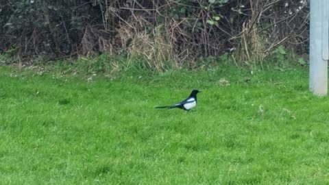 Magpie Bird In North Wales