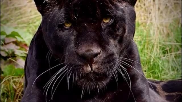 A close-up of the black panther