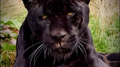 A close-up of the black panther