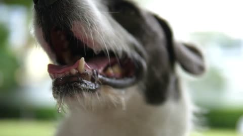 Dog's Snout With Driveling Chops Full Of Saliva