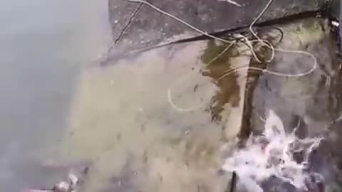 Fishing Fail Funny