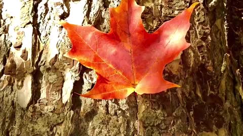 A wander of queen elizabeth park and Vanduesen Gardens, Vancouver, British Columbia