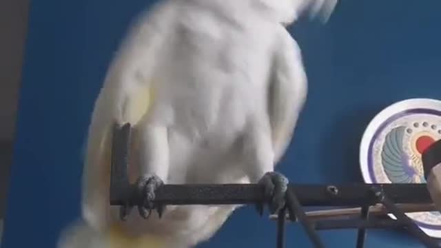 White Parrot Dance