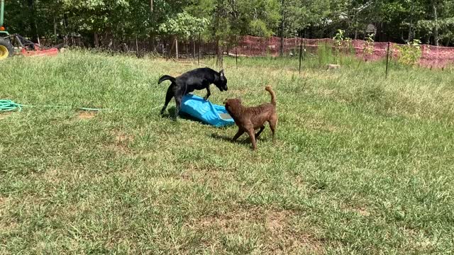 Moose Opens a Fresh Can O Whoop Ass on Bear