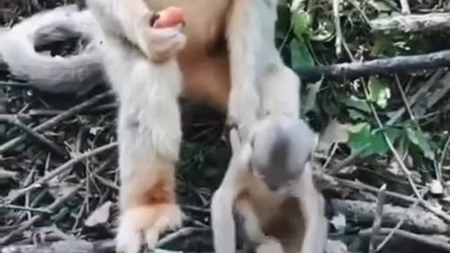 Very brilliant little cute dog-monkey