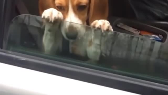 funny animals 🐆🐐🐅🐕🐩🐈🐇🦒🐒🐪🦌