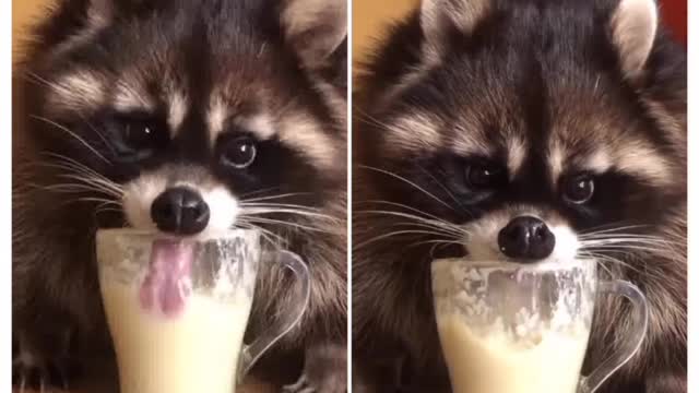 watch this animal drinking from a glass