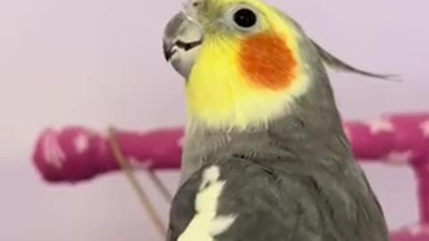 Beautiful tia bird 🐦 trending video