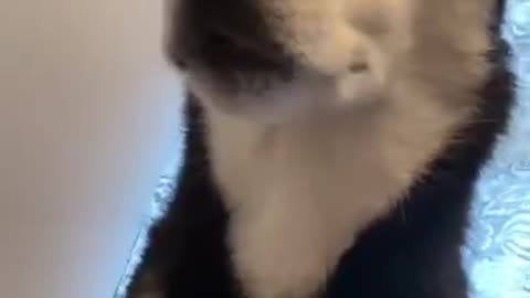 Husky Speaking English