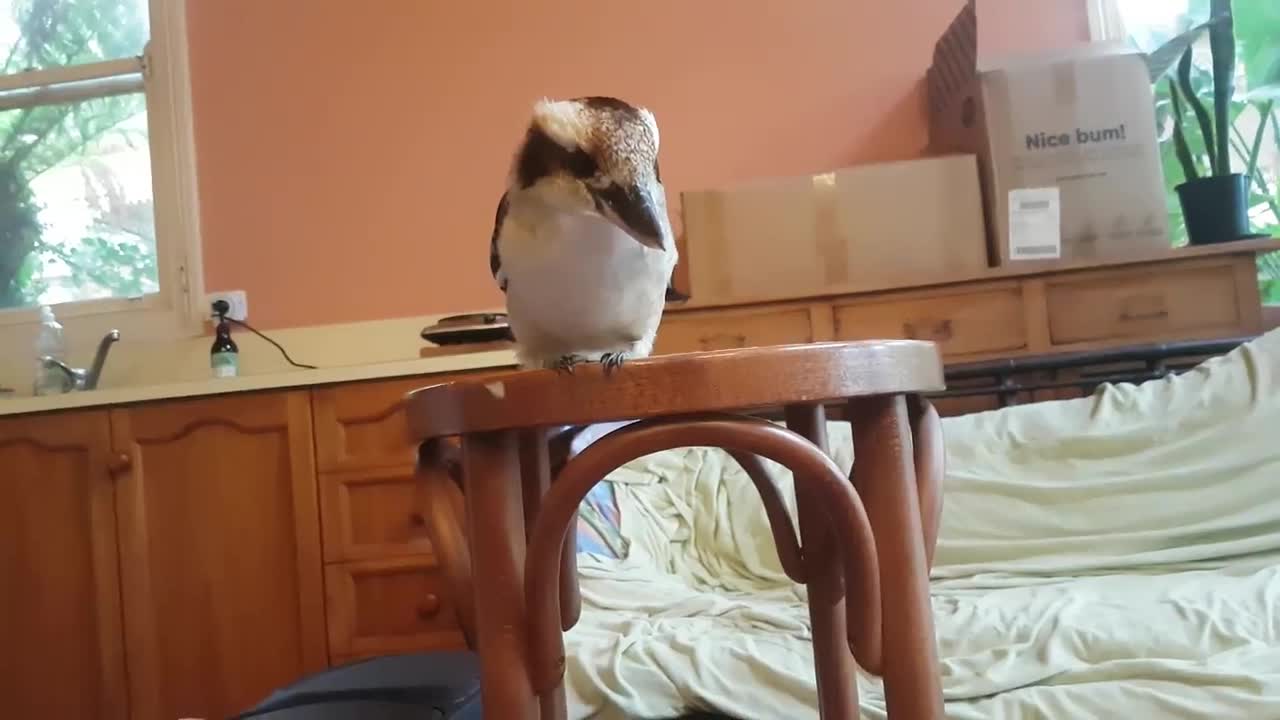 Overrun by cute birds! Kookaburras and a magpie.