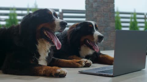 Dog relax 4k