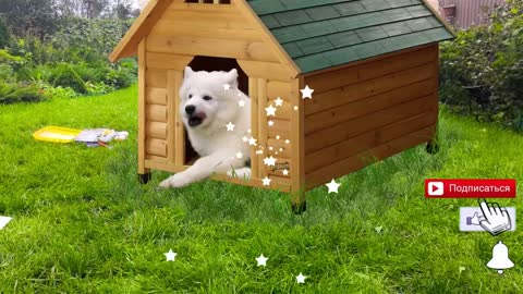 Babies And Dog Playing Together