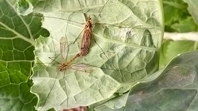 Mosquitoes Mating