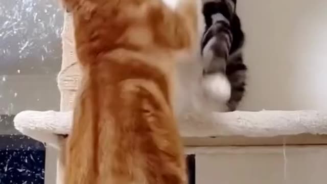 Funny Cats Fighting