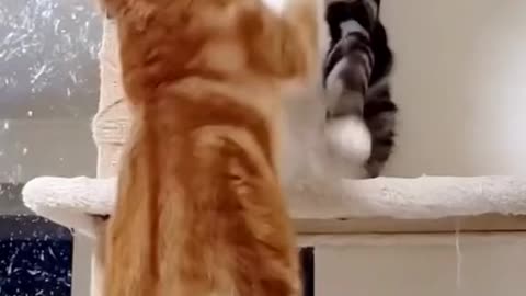 Funny Cats Fighting