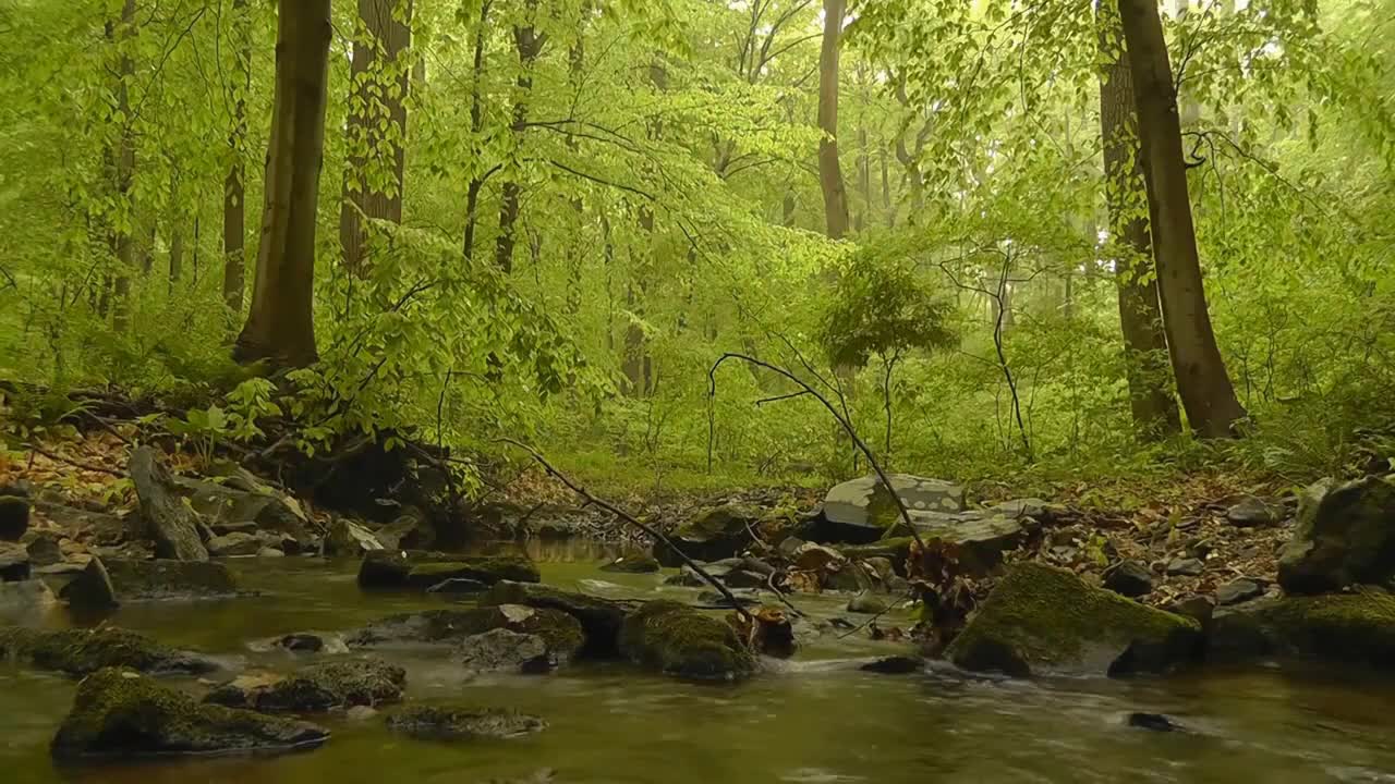 Soothing and Relaxing Sound of the Rainforest for deep sleep