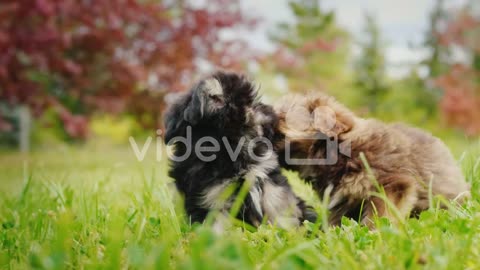 Two Puppies Playing