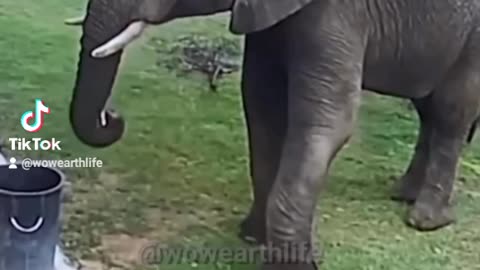 ELEPHANT IS PICKING UP THE TRASH 🐘