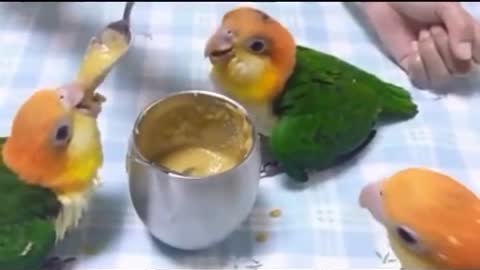 The Man Feed the Food in Wild Parrots/ Parrots love eating