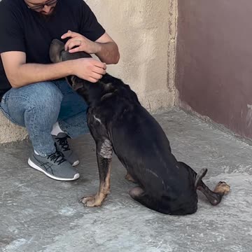 Short story episode 29 --❤️ the dog was abandoned --