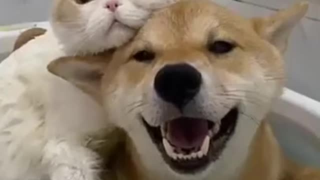 Cute and Funny Cat and Dog Videos Compilation