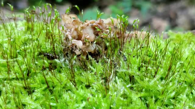 Beautiful Mossy Mushroom Patch