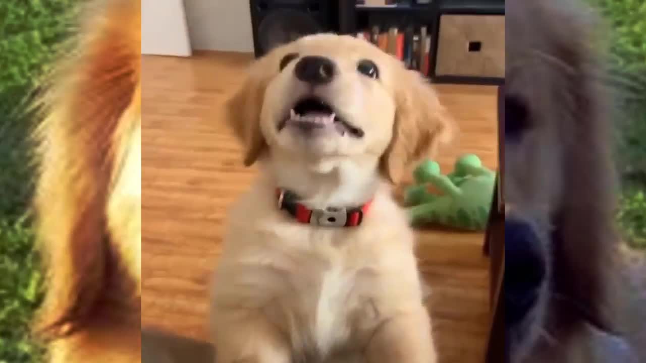 Funniest Cutest Golden Retriever Puppies - Puppies - Compilation