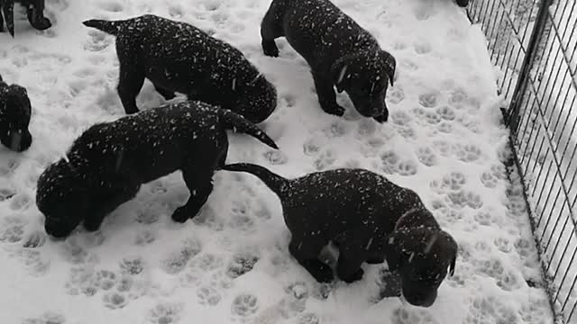 Chocolate with a sprinkle of snow