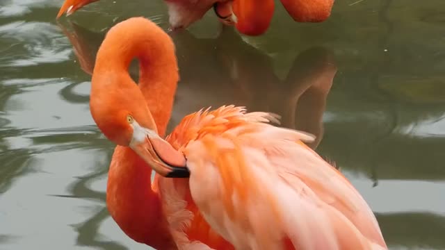 amazing pink flamingo