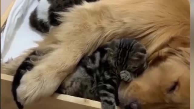 super funny cats and dogs