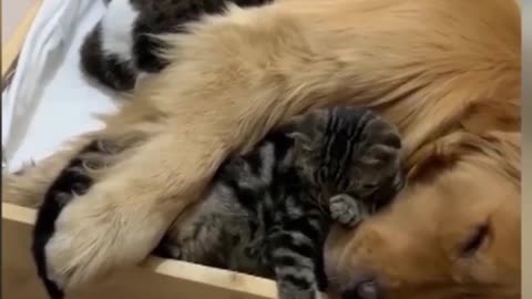 super funny cats and dogs