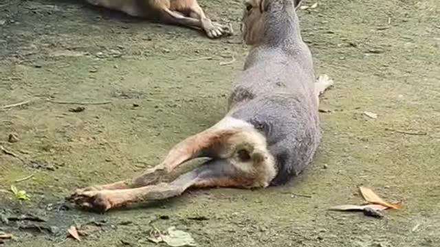 Patagonian mara.