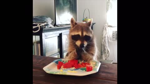 Compilado de la hora de snack de un mapache mascota