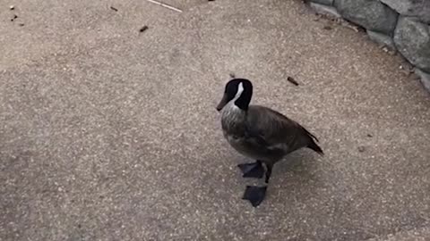 Animals can be such bullies!